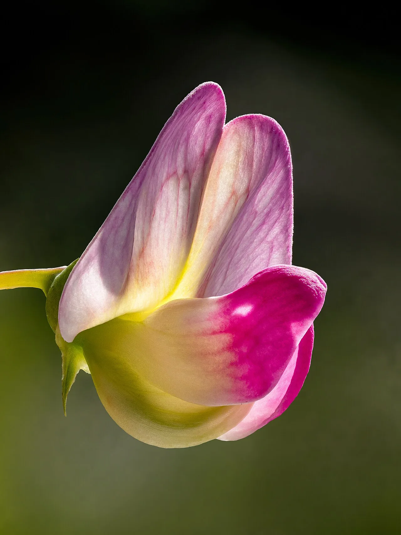 Focus (optics)