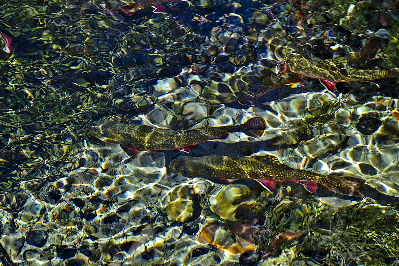 Refraction