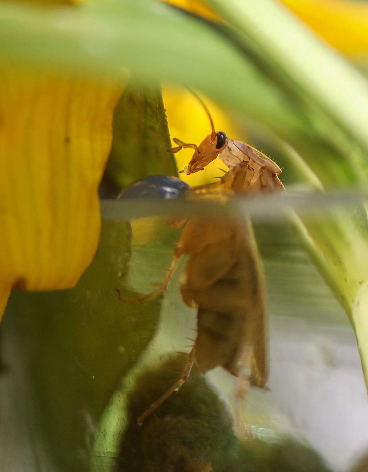 Refraction
